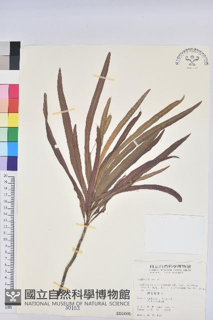 細葉變葉木藏品圖，第1張