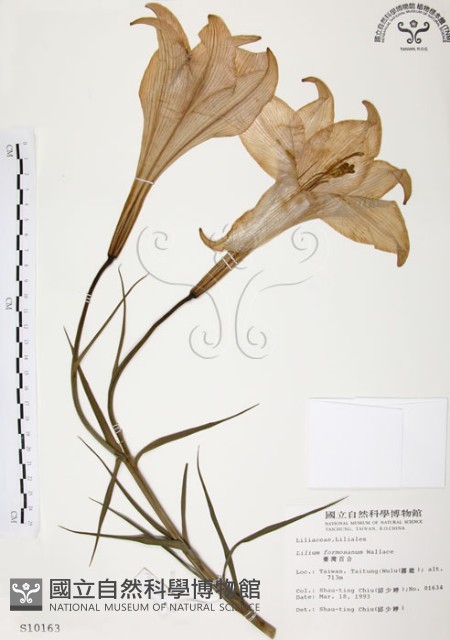 臺灣百合藏品圖，第1張