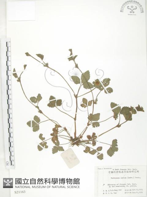 蛇莓、地莓、龍吐珠藏品圖，第1張