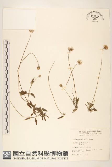 長柄菊藏品圖，第1張