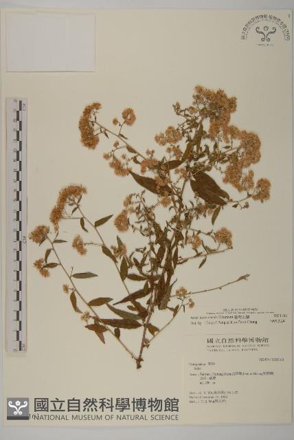 臺灣馬蘭藏品圖，第1張