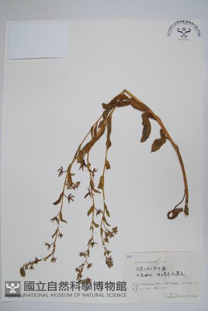 狼紫草藏品圖，第1張