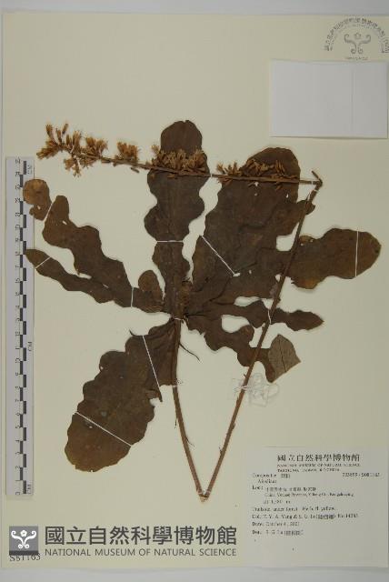 登錄號:S081163藏品圖，第1張