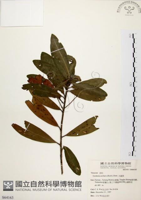 大頭茶藏品圖，第1張