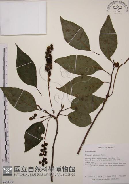 阿里山五味子藏品圖，第1張