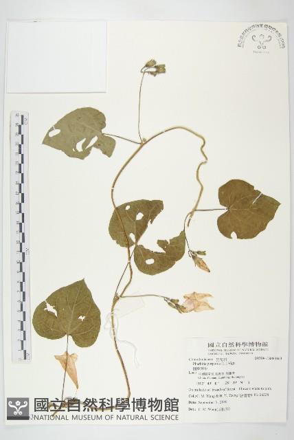 圓葉牽牛藏品圖，第1張