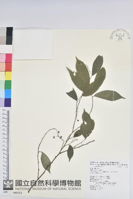 密花五月茶藏品圖，第1張