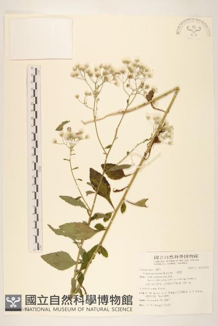 一枝香藏品圖，第1張