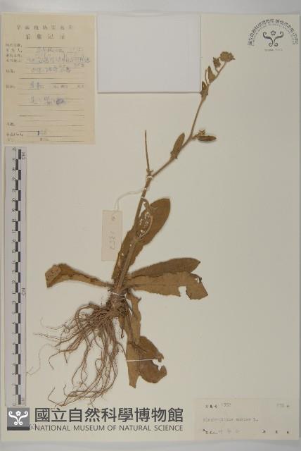 燈豎朽藏品圖，第1張