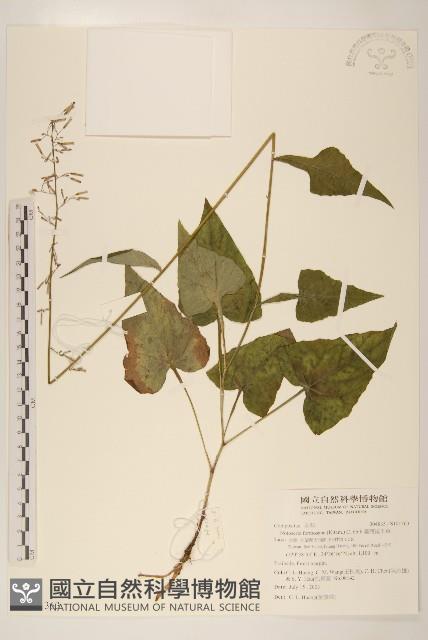 臺灣福王草藏品圖，第1張