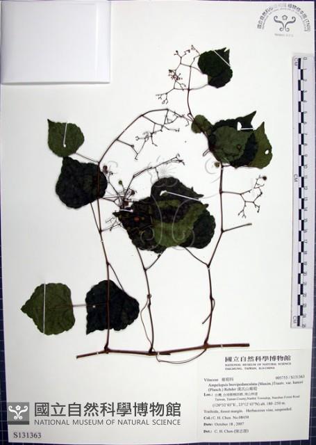 漢氏山葡萄藏品圖，第1張