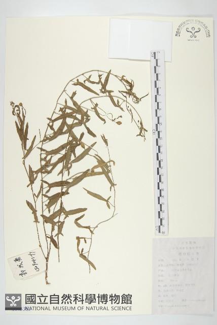 田旋花藏品圖，第1張