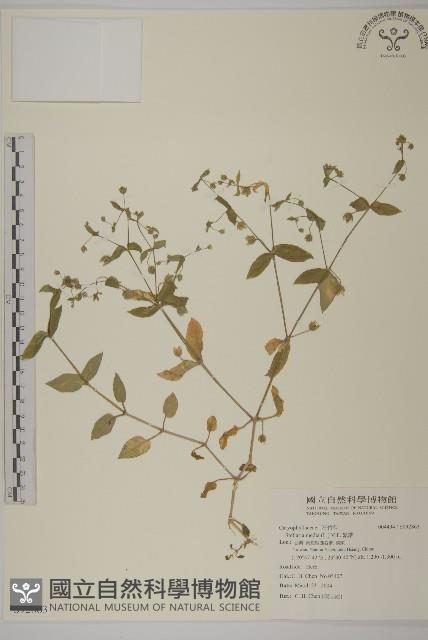 Accession Number:S092863 Collection Image, Figure 1, Total 2 Figures