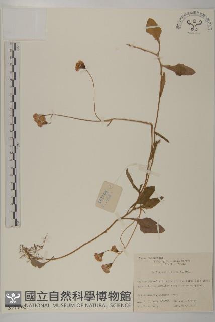 紫背草藏品圖，第1張