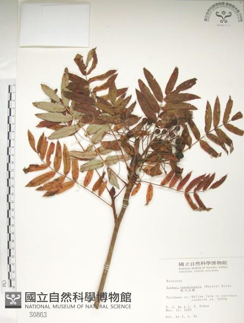 巒大花楸藏品圖，第1張