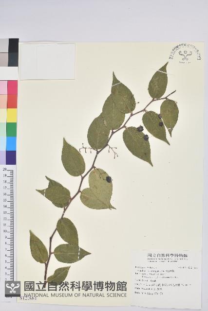 白珠樹藏品圖，第1張