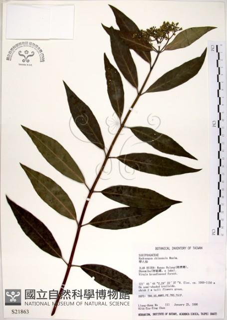 華八仙藏品圖，第1張