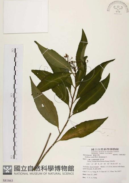 黑星紫金牛藏品圖，第1張