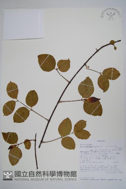 登錄號:S095863藏品圖，第1張