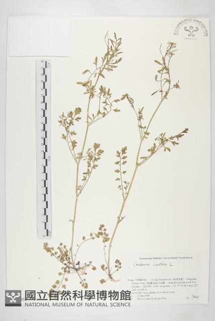 水花菜藏品圖，第1張