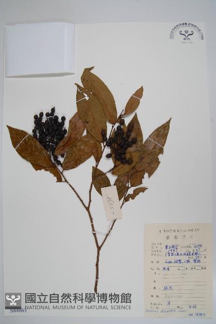 假鷹爪藏品圖，第1張