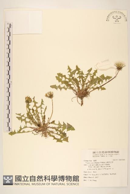 西洋蒲公英藏品圖，第1張