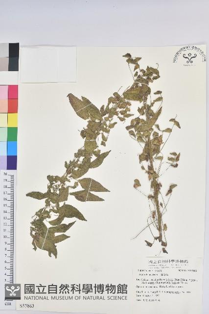 鐵莧菜藏品圖，第1張