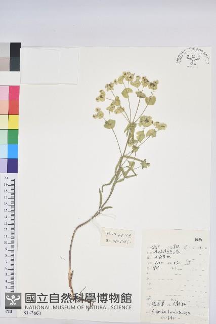 貓眼草藏品圖，第1張