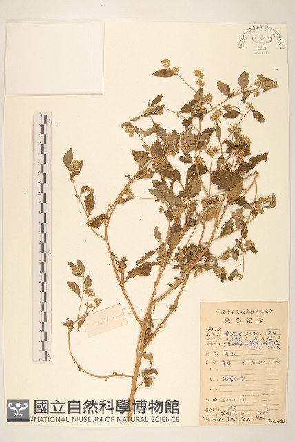 嶺南野菊藏品圖，第1張