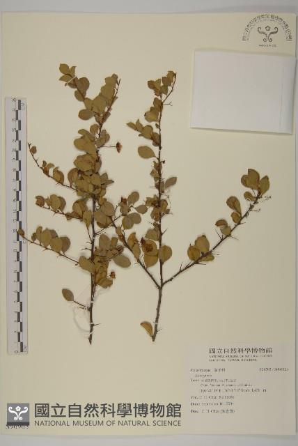 登錄號:S096963藏品圖，第1張