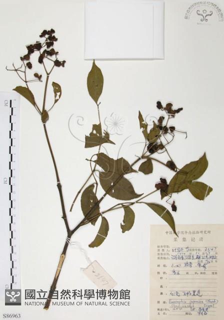 灰色木藍藏品圖，第1張