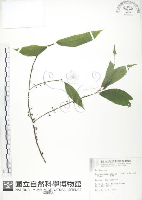 水麻藏品圖，第1張