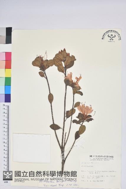 南澳杜鵑藏品圖，第1張