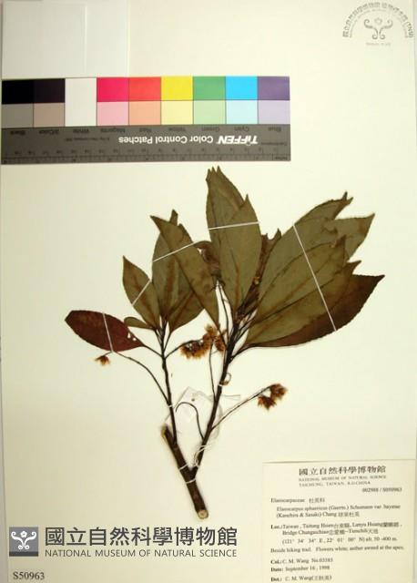 球果杜英、早田氏杜英藏品圖，第1張