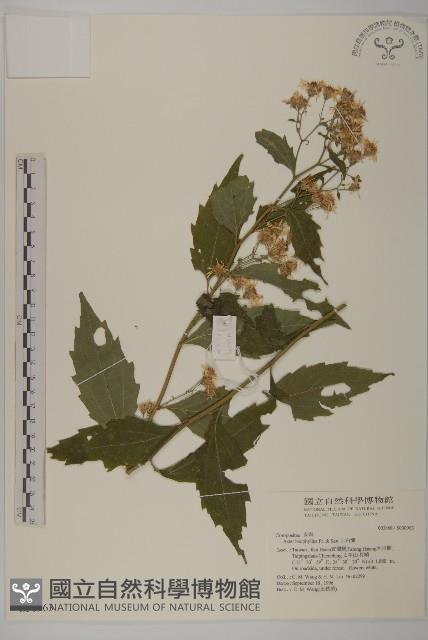 山白蘭藏品圖，第1張