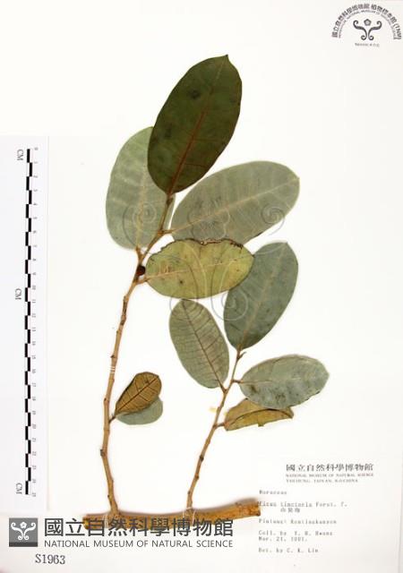 山豬枷藏品圖，第1張