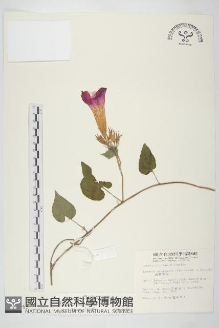 銳葉牽牛藏品圖，第1張