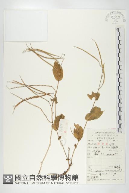 諸葛菜藏品圖，第1張