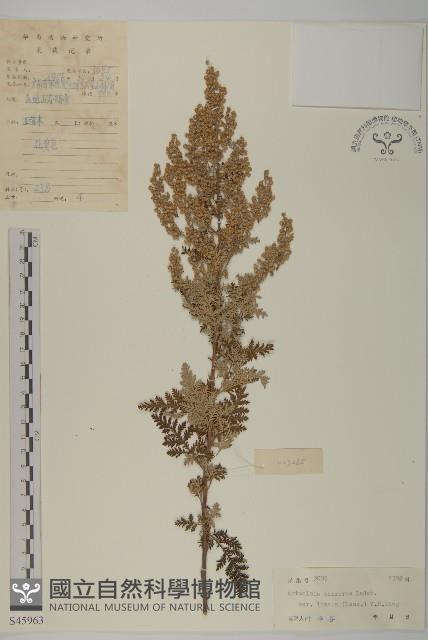 灰蓮蒿藏品圖，第1張