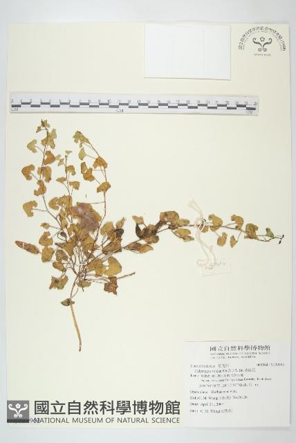 濱旋花藏品圖，第1張