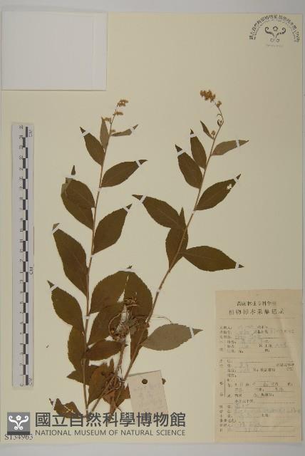 珍珠蒿、奇蒿藏品圖，第1張