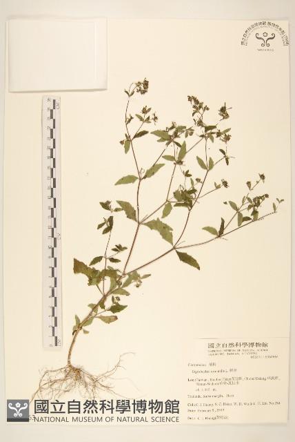 豨薟藏品圖，第1張