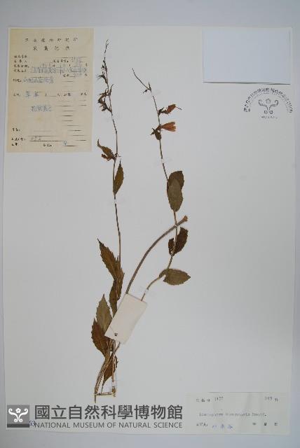 湖南沙參、寬裂沙參藏品圖，第1張