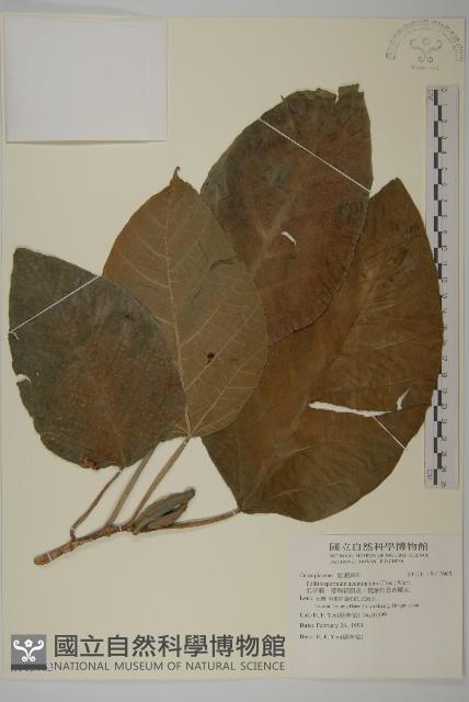 異子藤、蘭嶼錐頭麻、銳葉疚意奇羅麻藏品圖，第1張