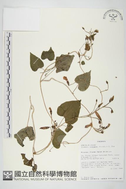 登錄號:S093963藏品圖，第1張