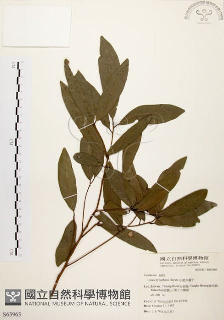 黃肉樹, 小梗木薑子藏品圖，第1張