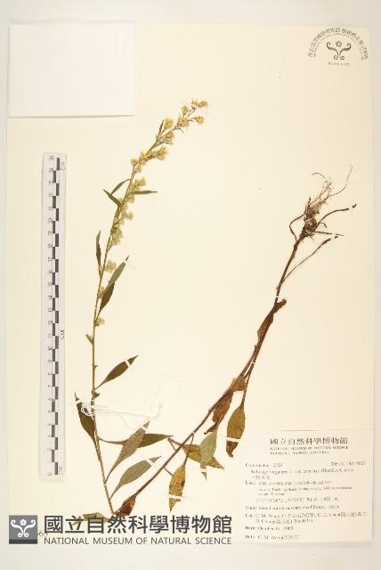 一枝黃花藏品圖，第1張