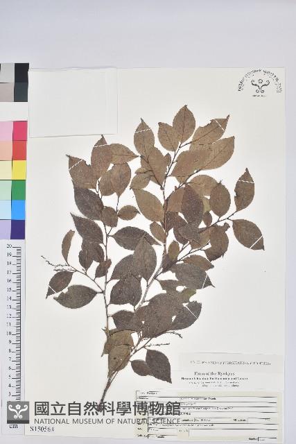 米飯花藏品圖，第1張