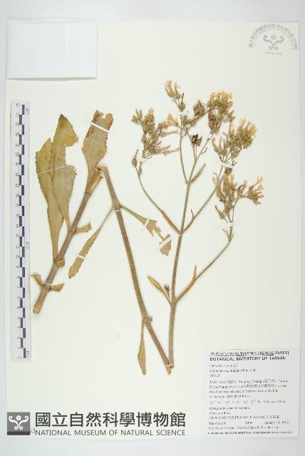 倒吊蓮、匙葉燈籠草藏品圖，第1張