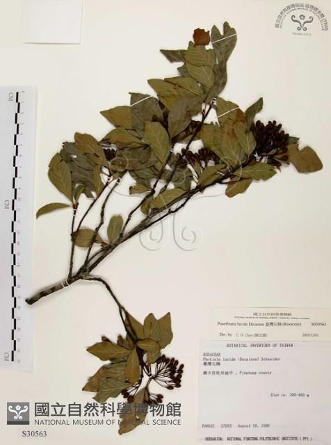 臺灣石楠藏品圖，第1張